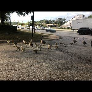 Meet your Posher, Tierra